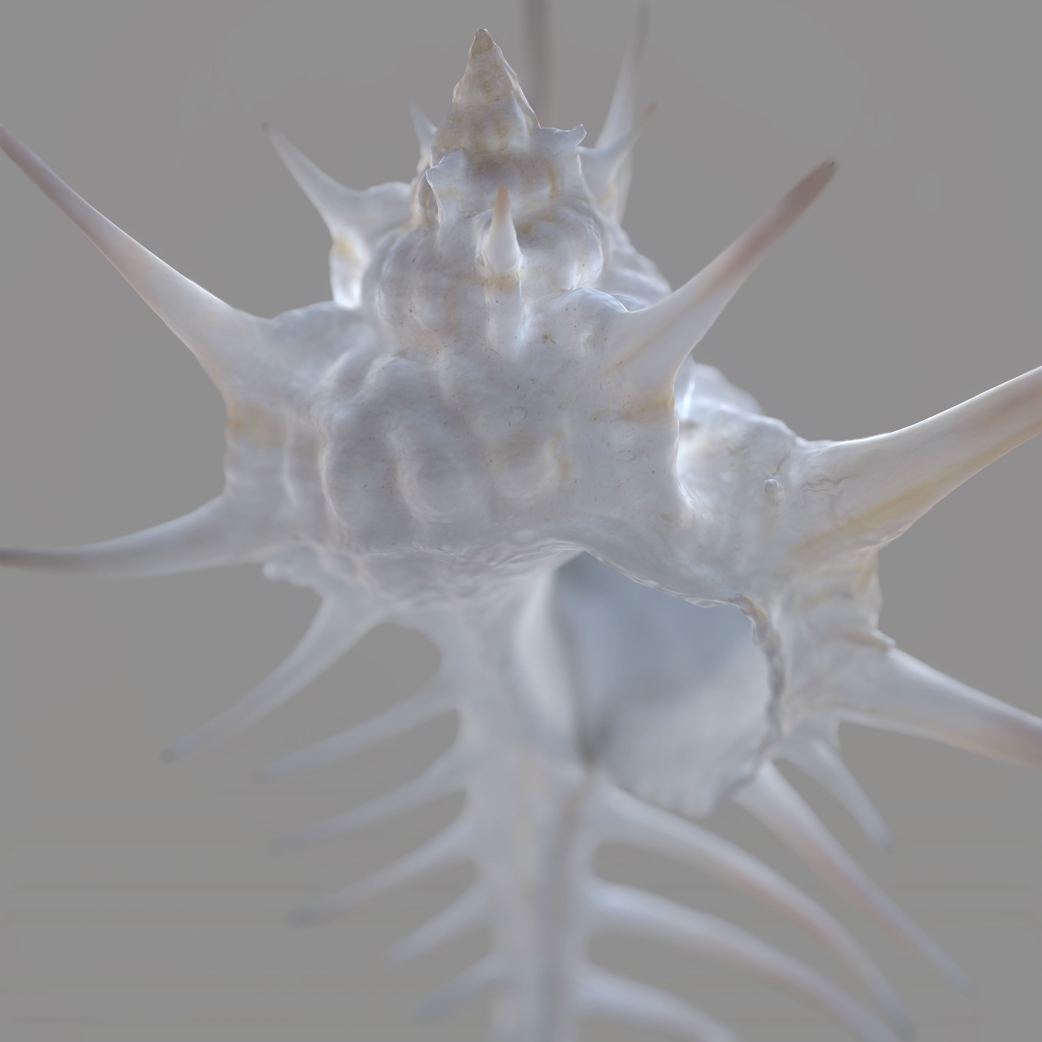 Murex Crassispina Rock Snail Low-poly 3D model_8