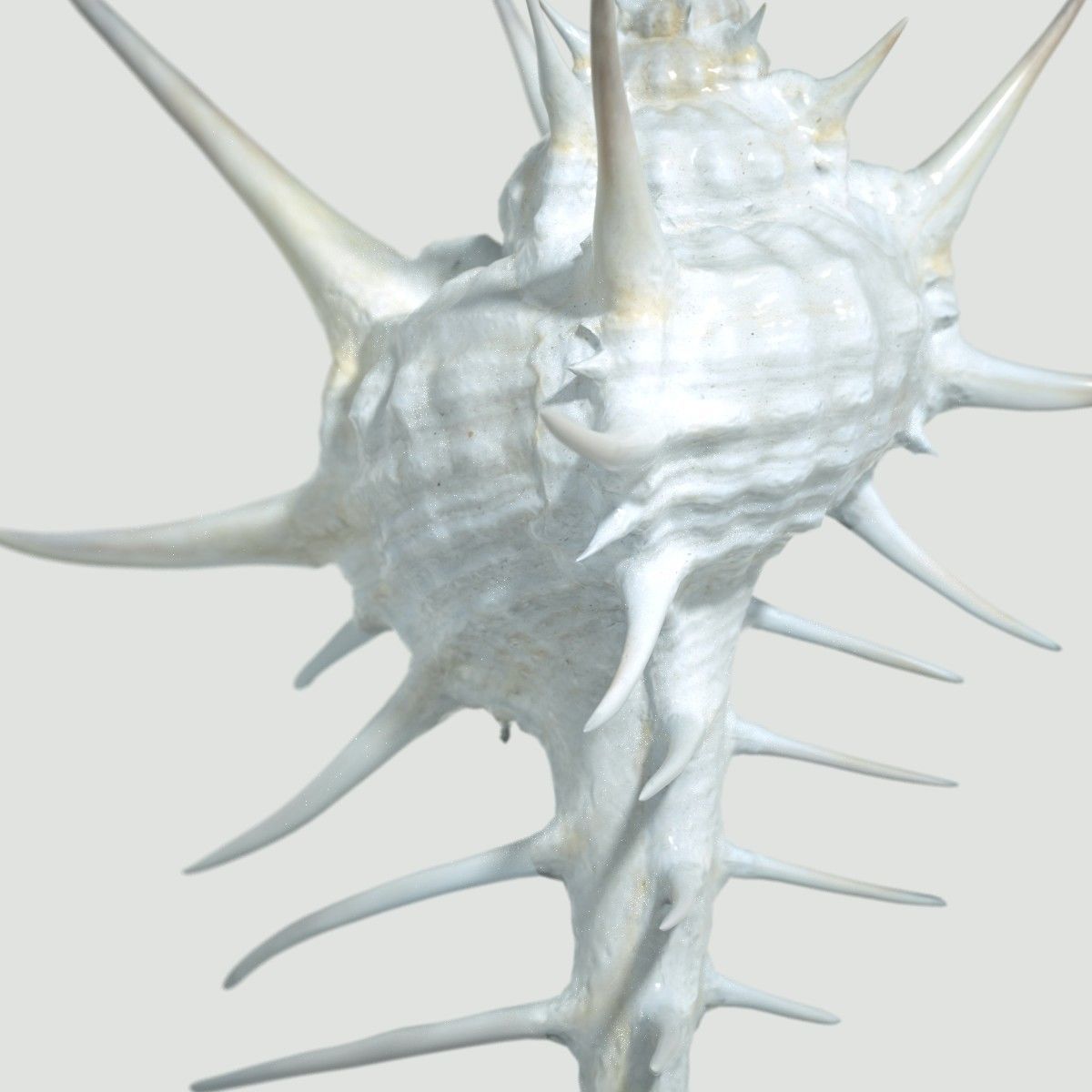 Murex Crassispina Rock Snail Low-poly 3D model_2