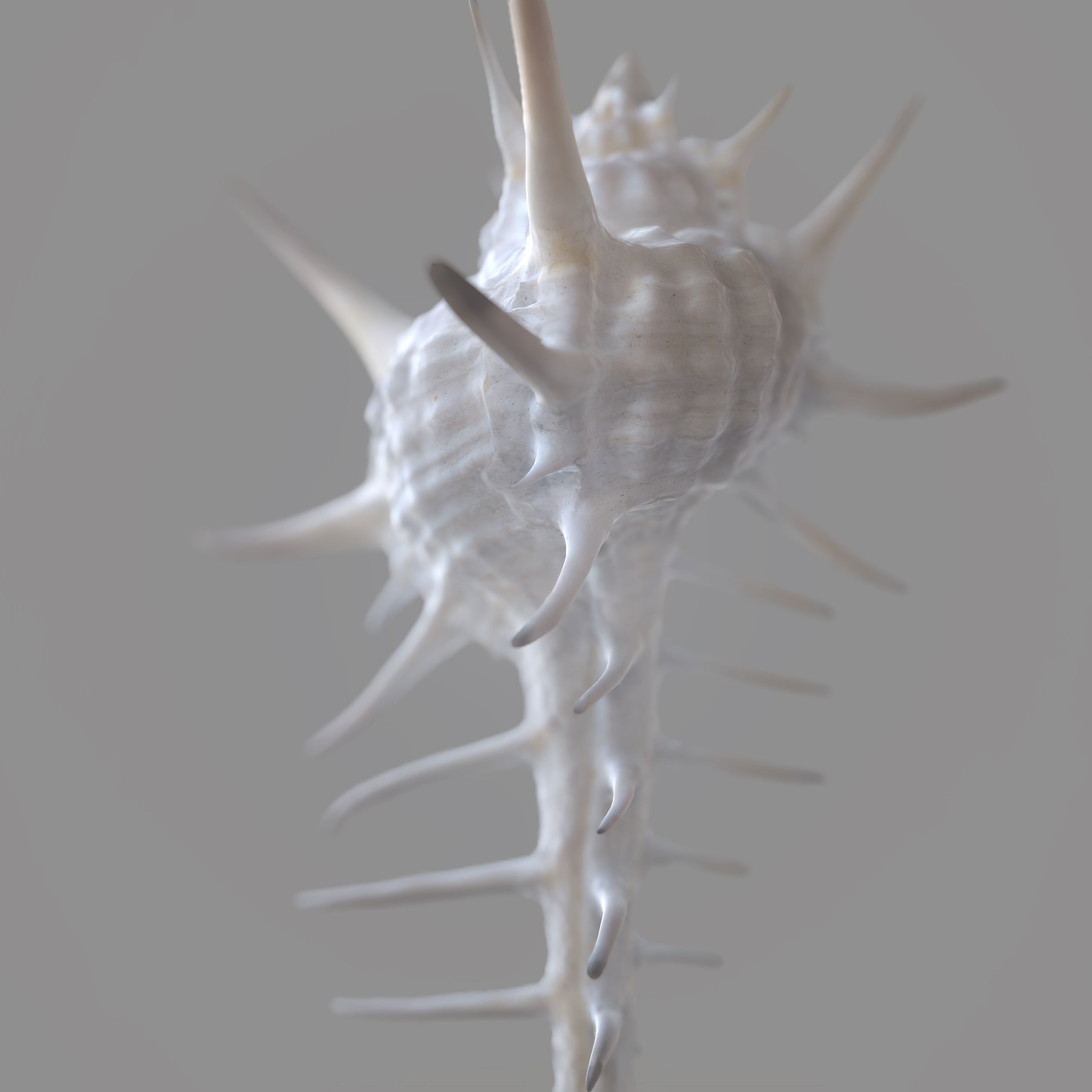 Murex Crassispina Rock Snail Low-poly 3D model_6