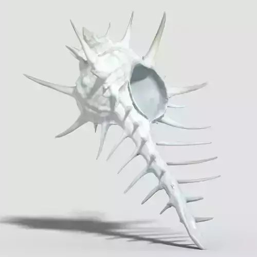Murex Crassispina Rock Snail Low-poly 3D model