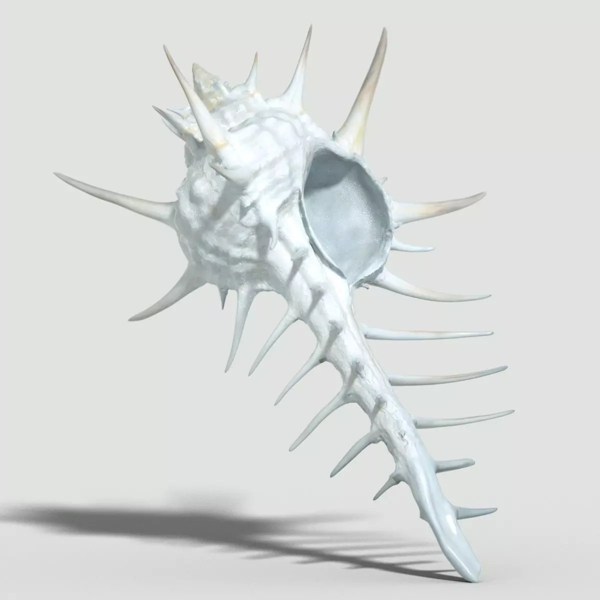 Murex Crassispina Rock Snail Low-poly 3D model_0