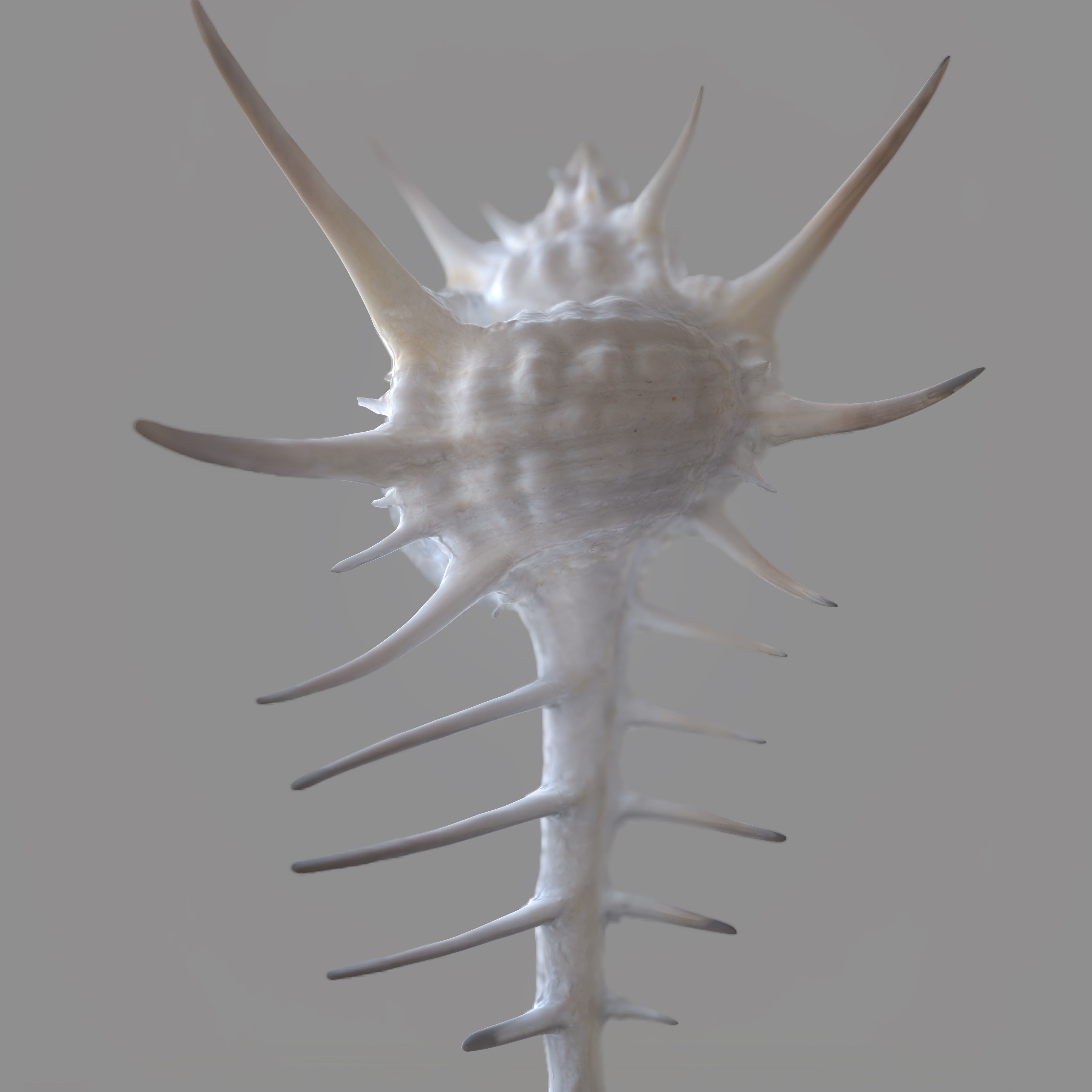 Murex Crassispina Rock Snail Low-poly 3D model_9