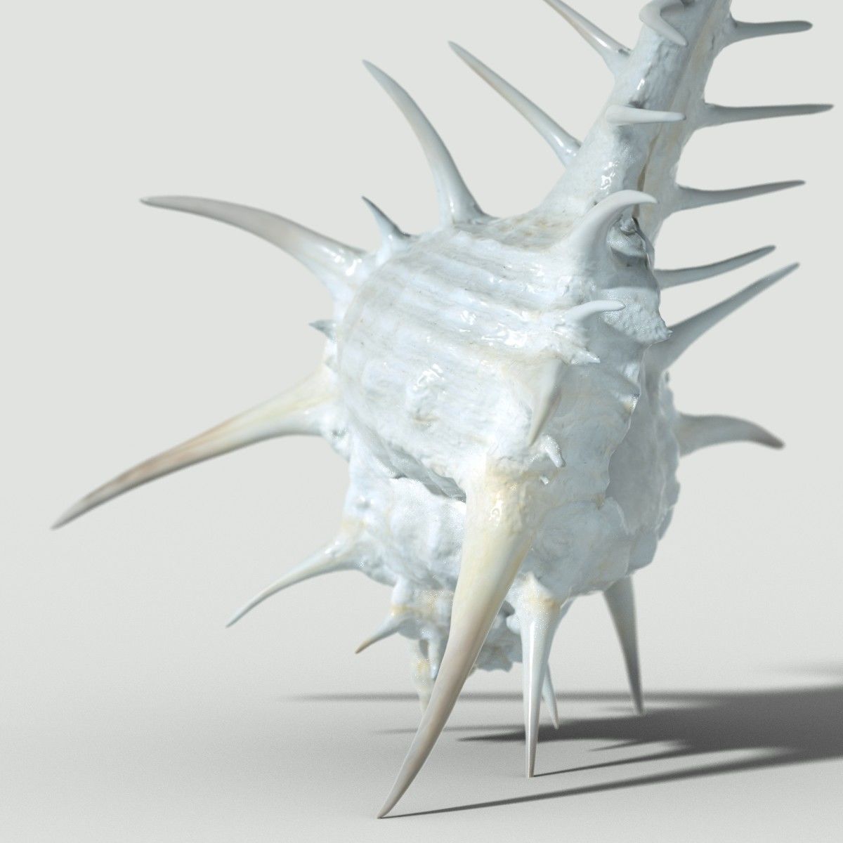 Murex Crassispina Rock Snail Low-poly 3D model_1