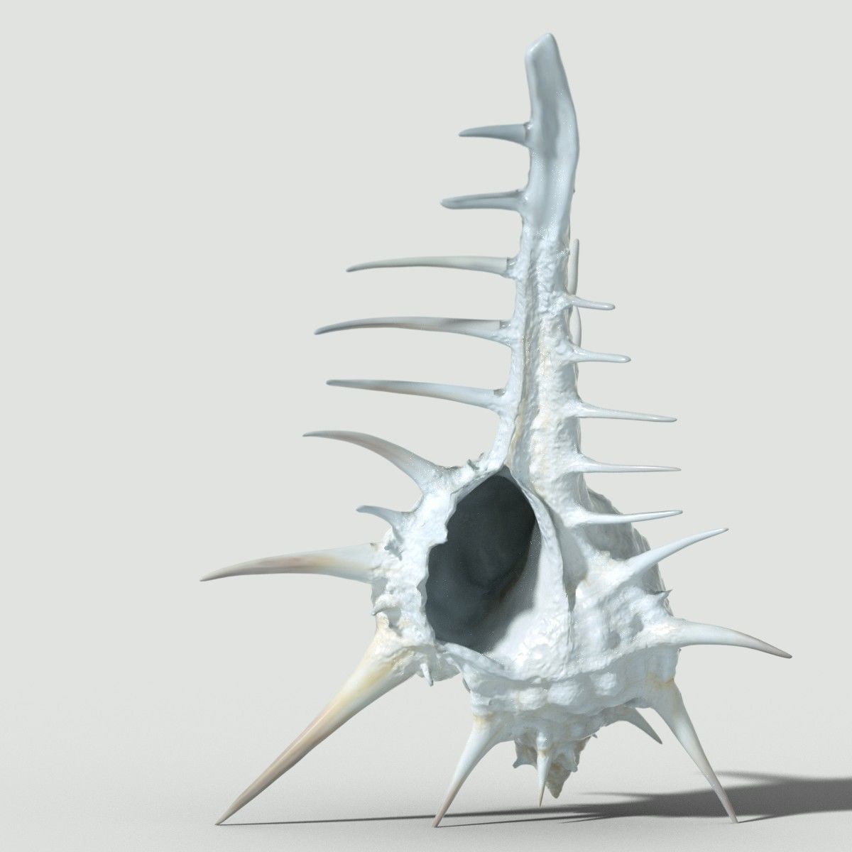 Murex Crassispina Rock Snail Low-poly 3D model_4