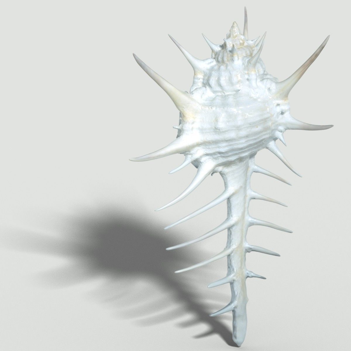 Murex Crassispina Rock Snail Low-poly 3D model_3