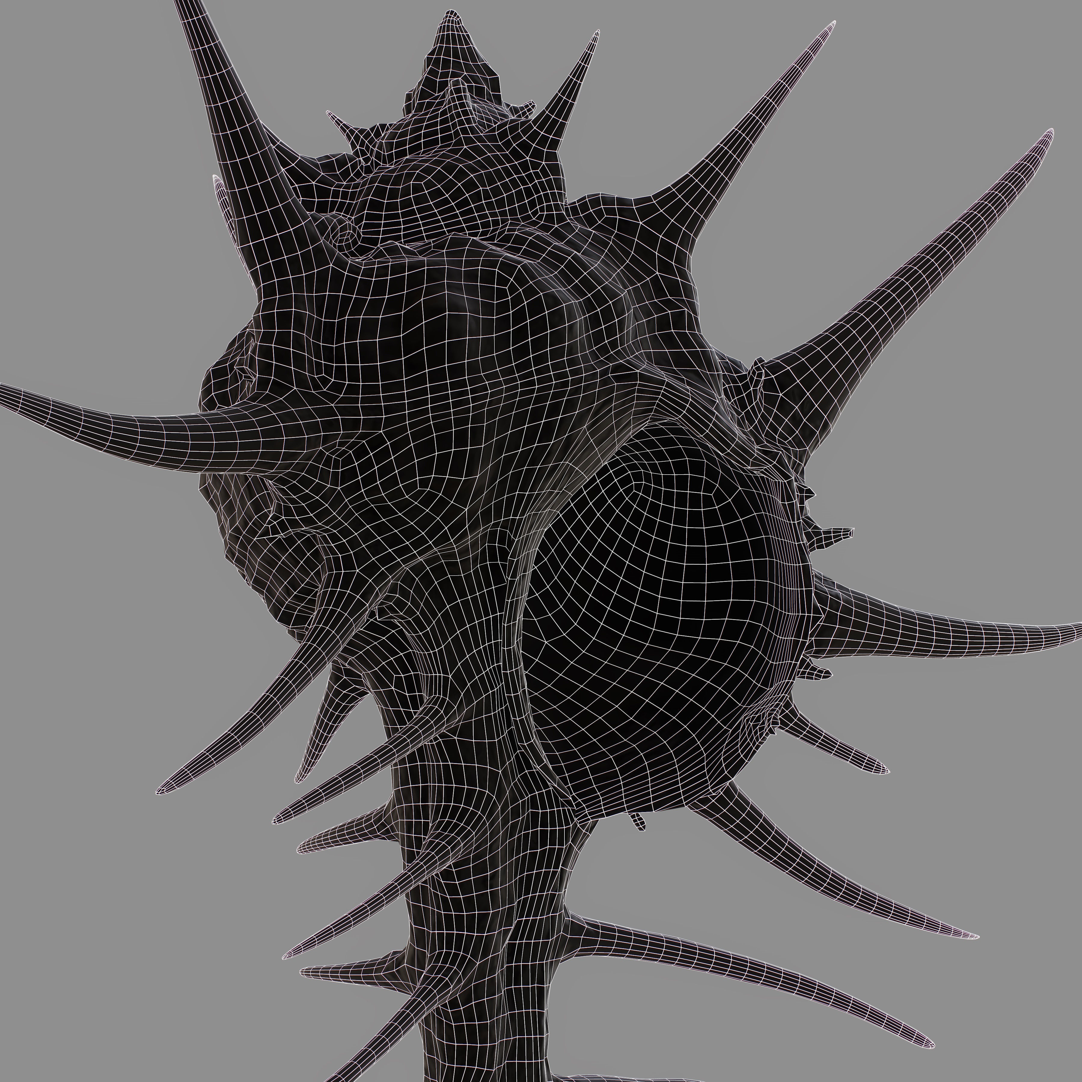 Murex Crassispina Rock Snail Low-poly 3D model_10