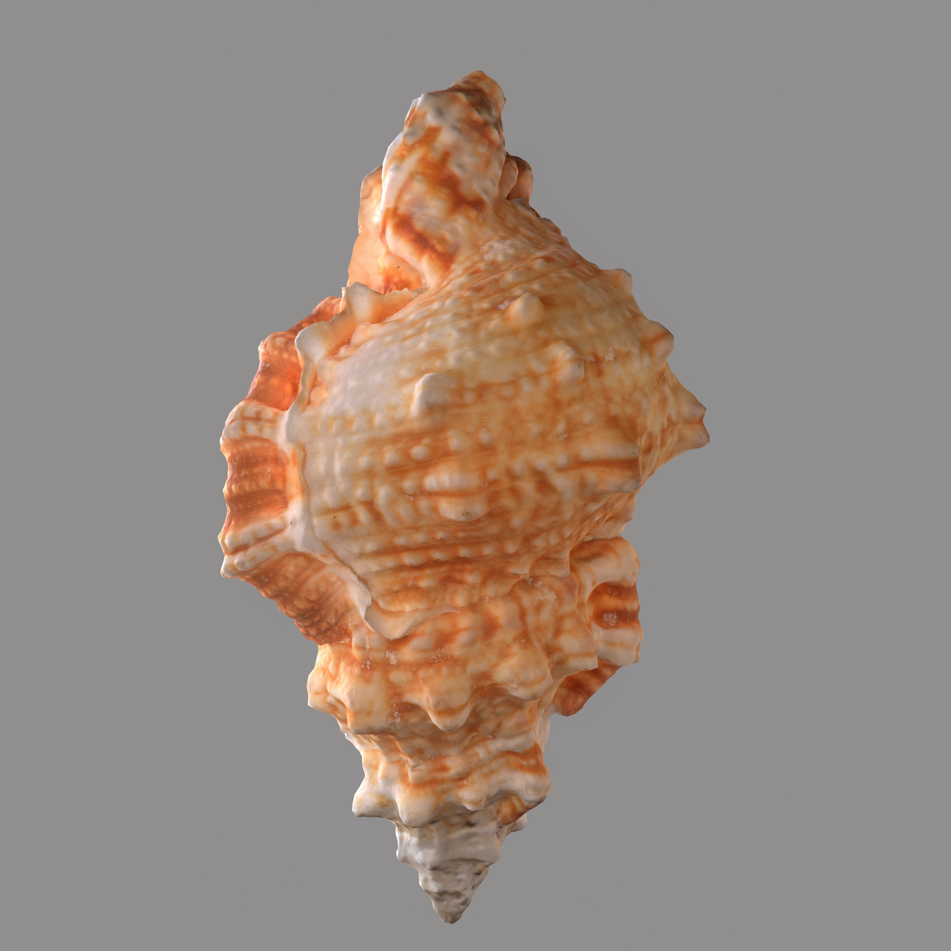 MURICIDAE Sea Shell Low-poly 3D model_6