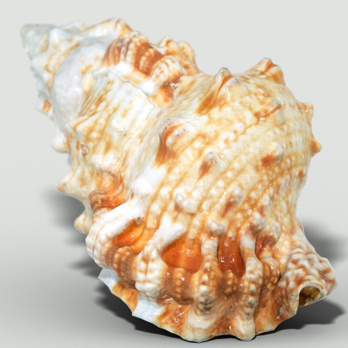 MURICIDAE Sea Shell Low-poly 3D model_1