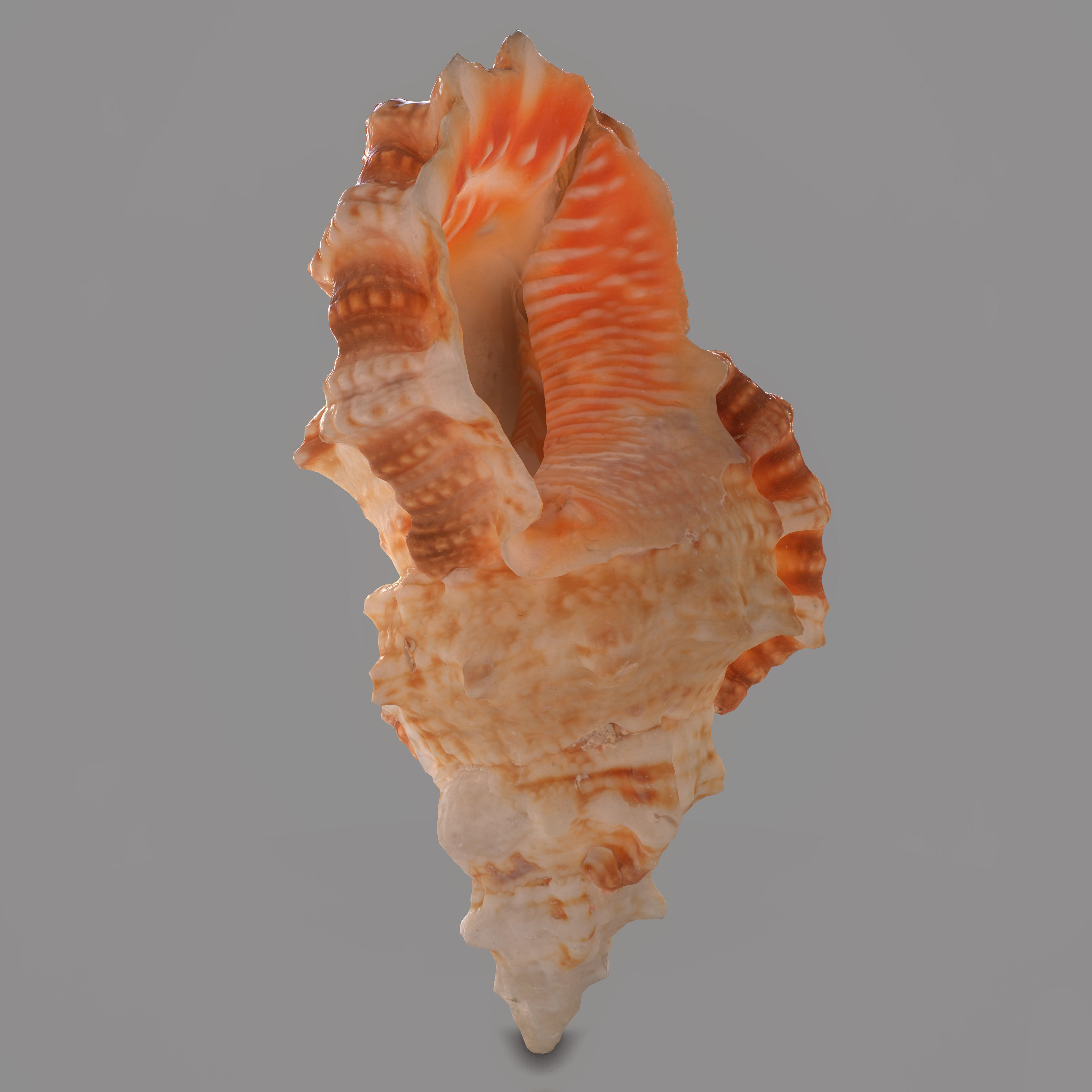 MURICIDAE Sea Shell Low-poly 3D model_8