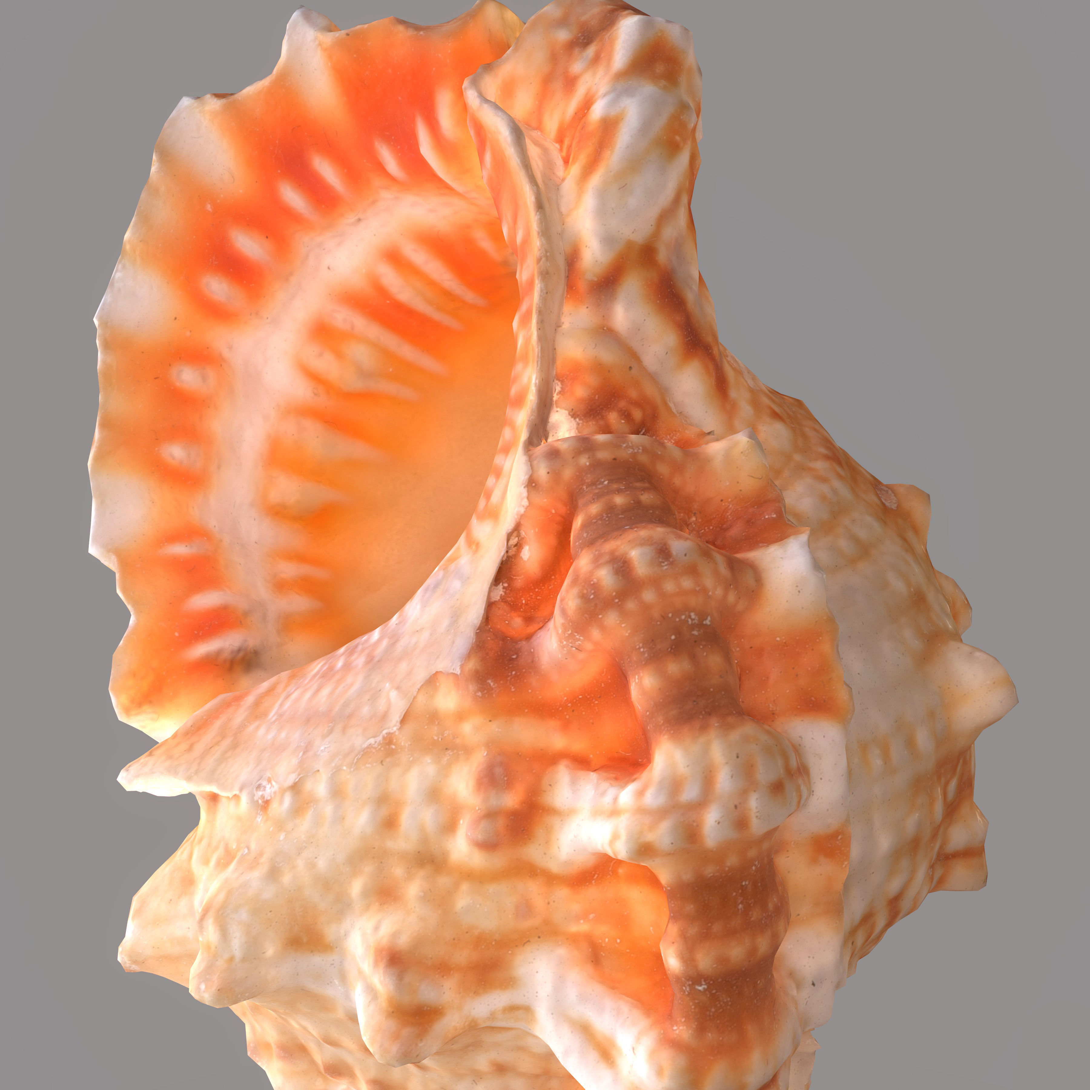 MURICIDAE Sea Shell Low-poly 3D model_9