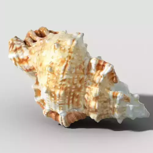 MURICIDAE Sea Shell Low-poly 3D model MURICIDAE Sea Shell Low-poly 3D model