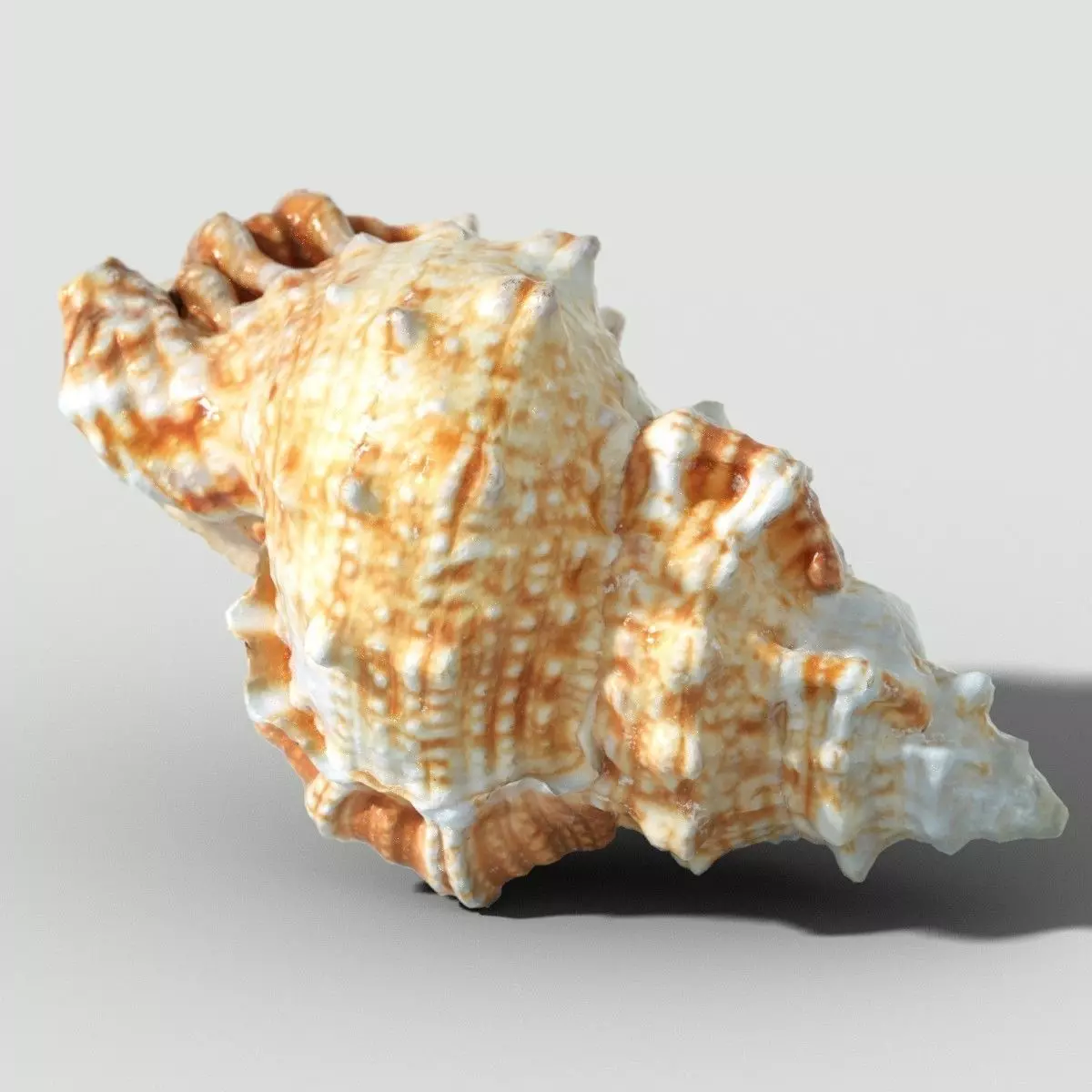 MURICIDAE Sea Shell Low-poly 3D model_0