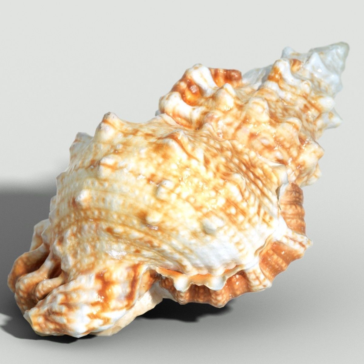 MURICIDAE Sea Shell Low-poly 3D model_3