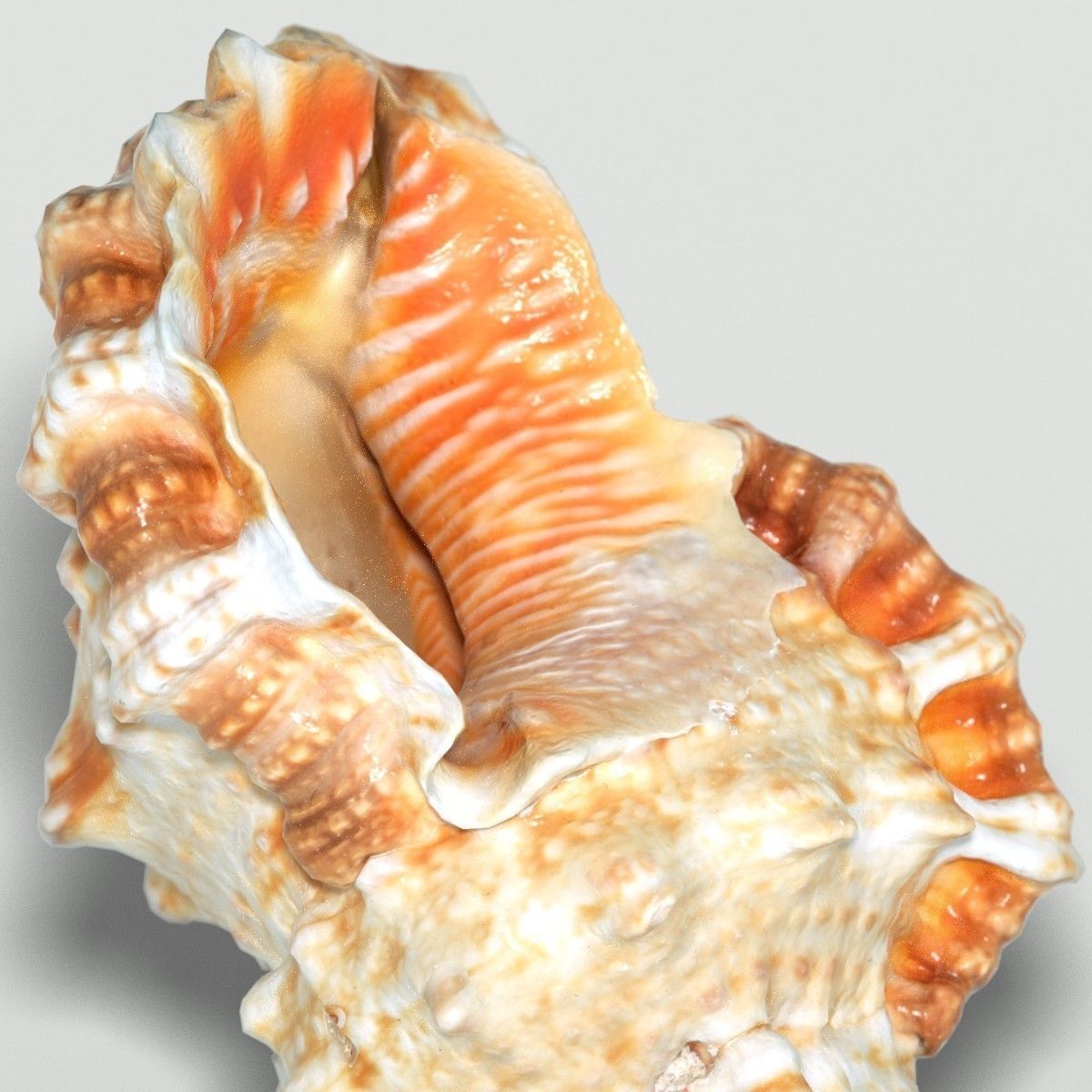 MURICIDAE Sea Shell Low-poly 3D model_2