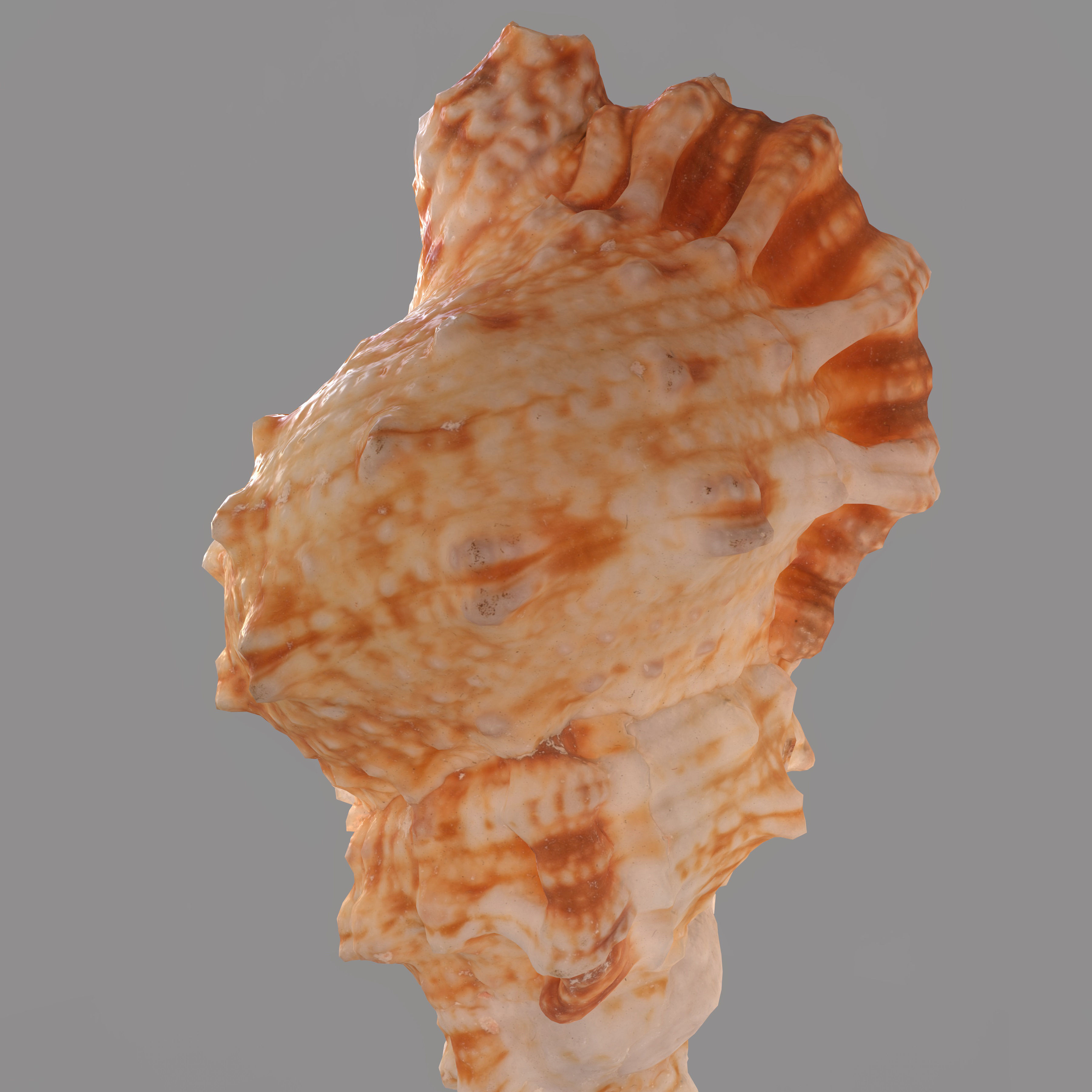 MURICIDAE Sea Shell Low-poly 3D model_7