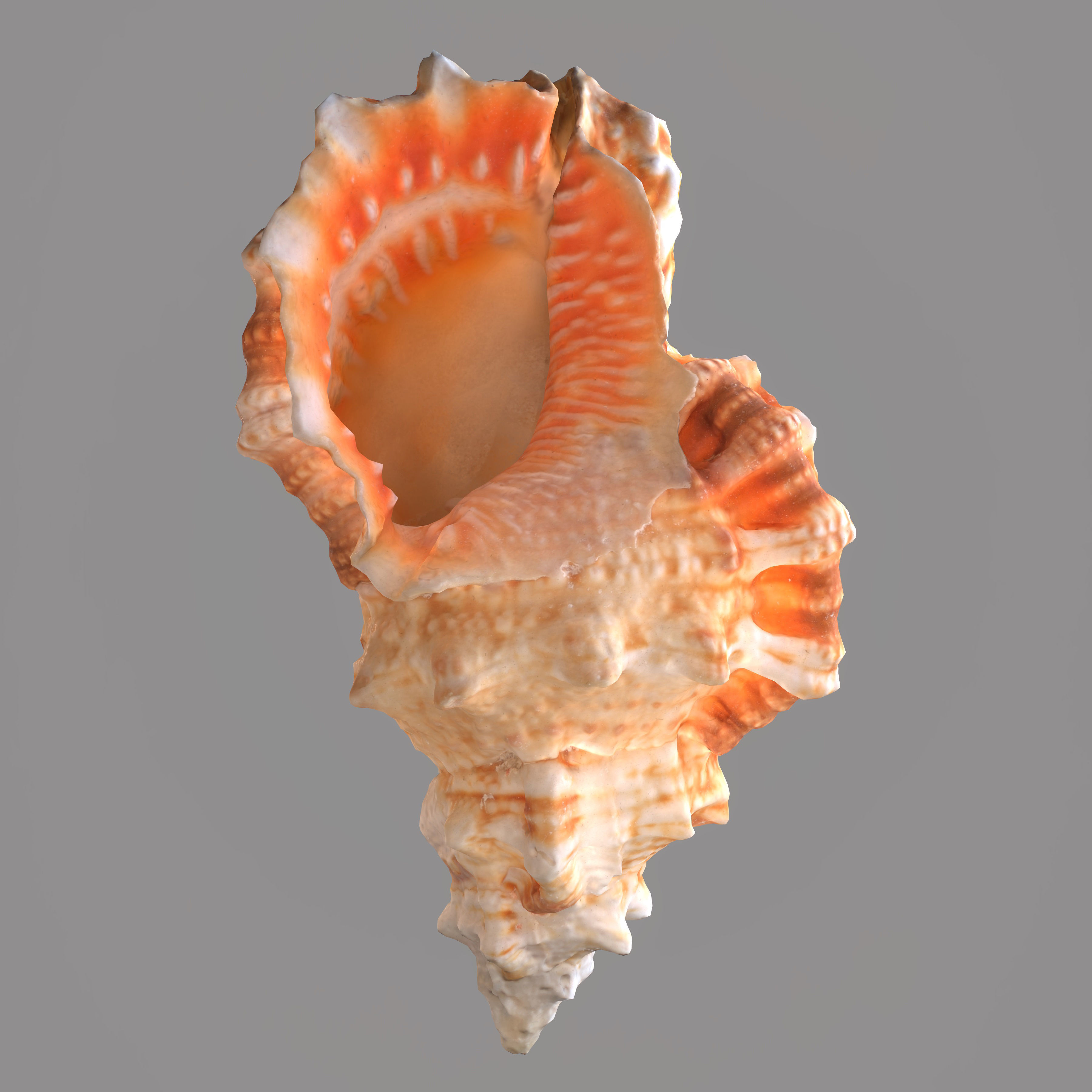 MURICIDAE Sea Shell Low-poly 3D model_5