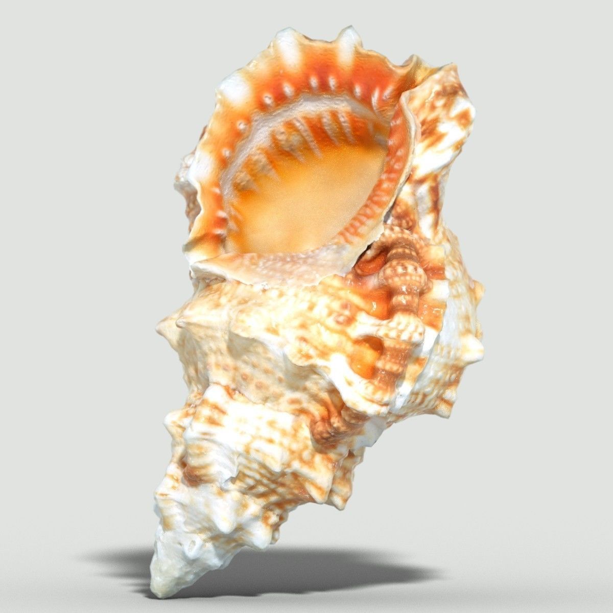 MURICIDAE Sea Shell Low-poly 3D model_4