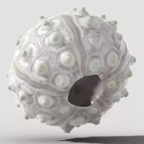 Echinoidea Sputnik Sea Urchin Low-poly 3D model