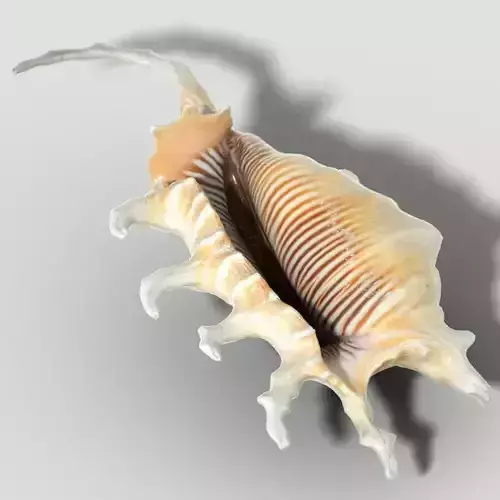 STROMBIDAE Lambis scorpius indomaris Low-poly 3D model