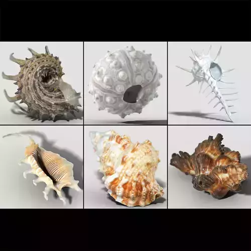 6 Sea Shell Collection Photorealistic Low-poly 3D model