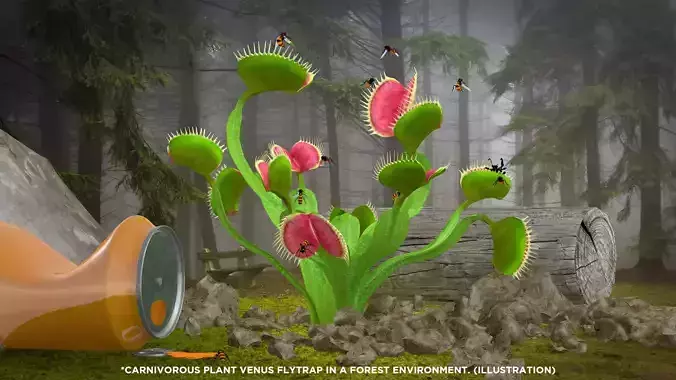 Carnivorous Plant Venus Flytrap