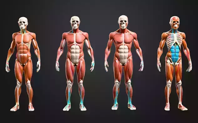 3D Full Human Anatomy Pack Muscles Colored Groups Skeleton 