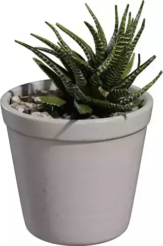 Game Ready Potted Succulent 
