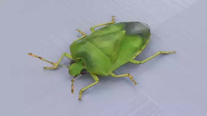 Southern Green Stink Bug
