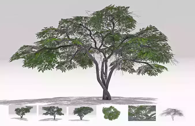 Acacia Tree-S18