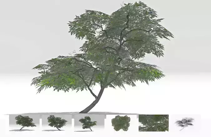Acacia Tree-S19