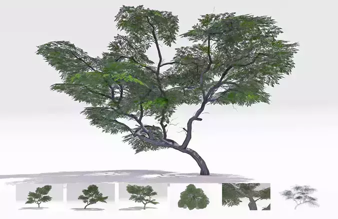 Acacia Tree-S20
