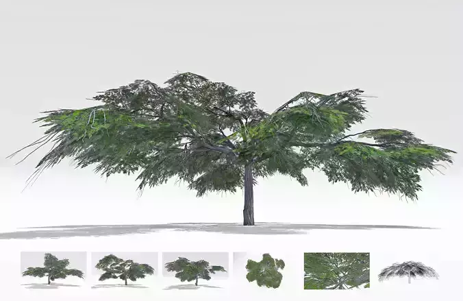 Acacia Tree-S21