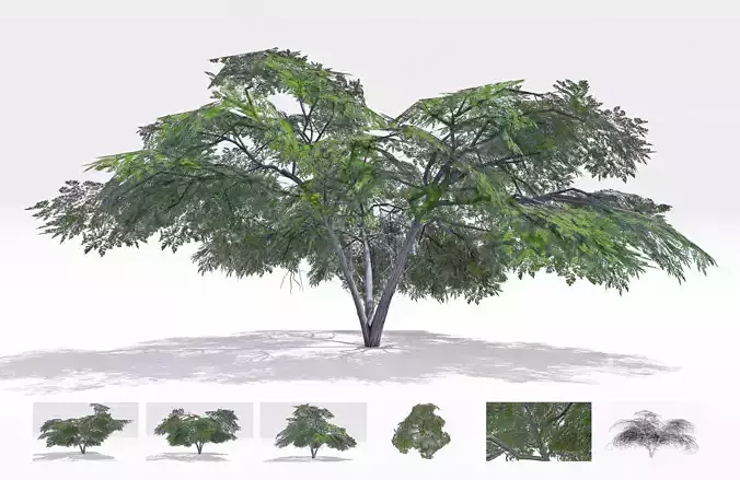 Acacia Tree-S22