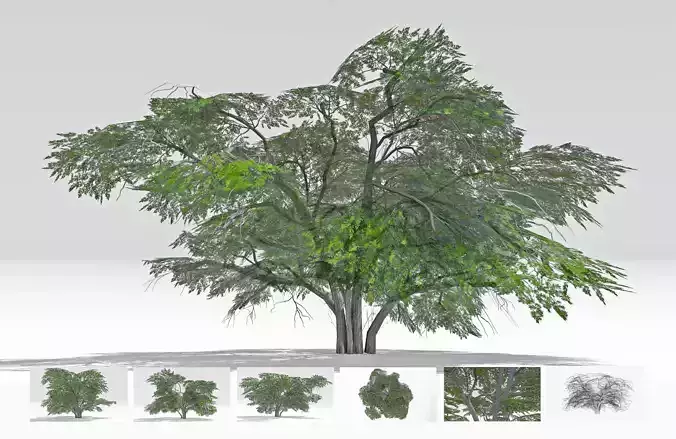 Acacia Tree-S24