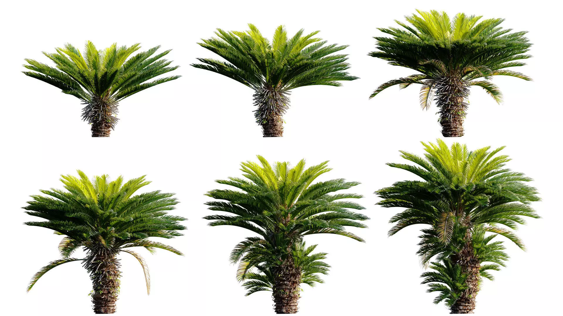 Cycas revoluta - Sago palm 04 Low-poly 3D model