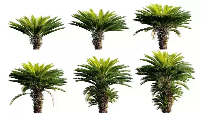 Cycas revoluta - Sago palm 04