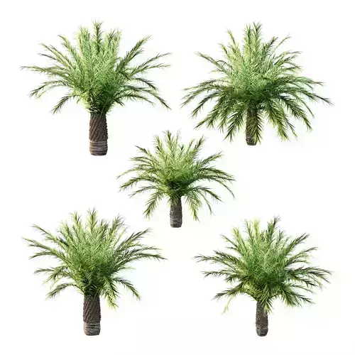 Phoenix roebelenii Palm Trees 03