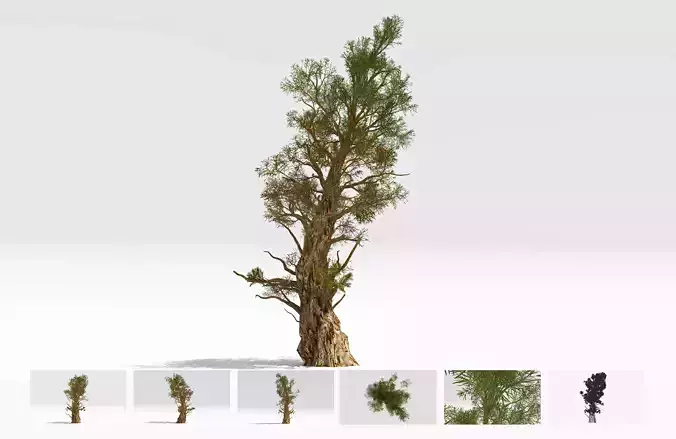 Pine Bristlecone Field-01