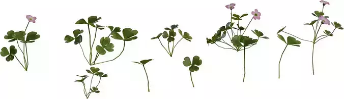 Pink Wood Sorrel Flower Pack