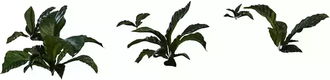 Tropical Broadleaf Ground Plant Pack 