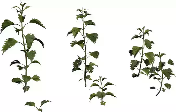 Tall Wild Herb Stem Pack 