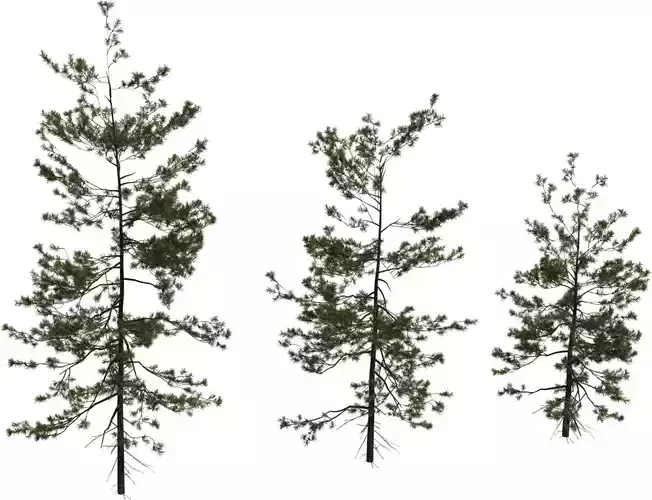 Tall Pine Tree Pack