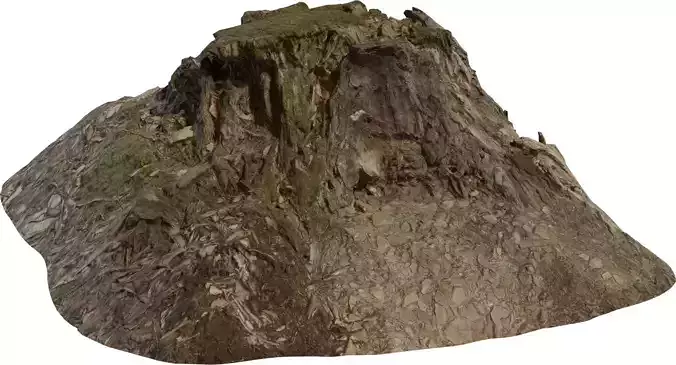 Forest Stump Rock Hill