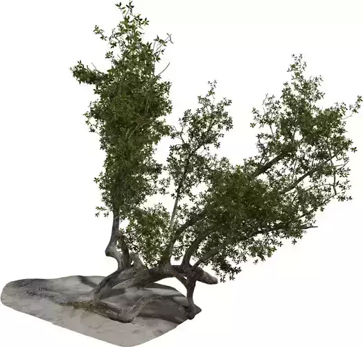 Twisted Coastal Tree