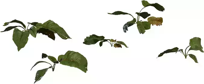 Broadleaf Ground Plant Sprig Pack