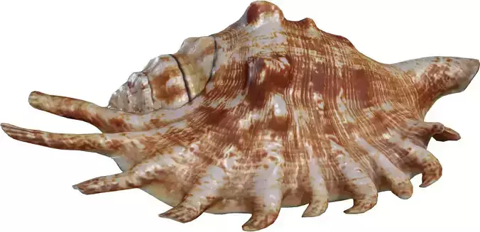 Spiky Conch Seashell