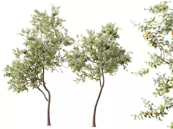 AV Plants Armeniaca Vulgaris Prunus Version02