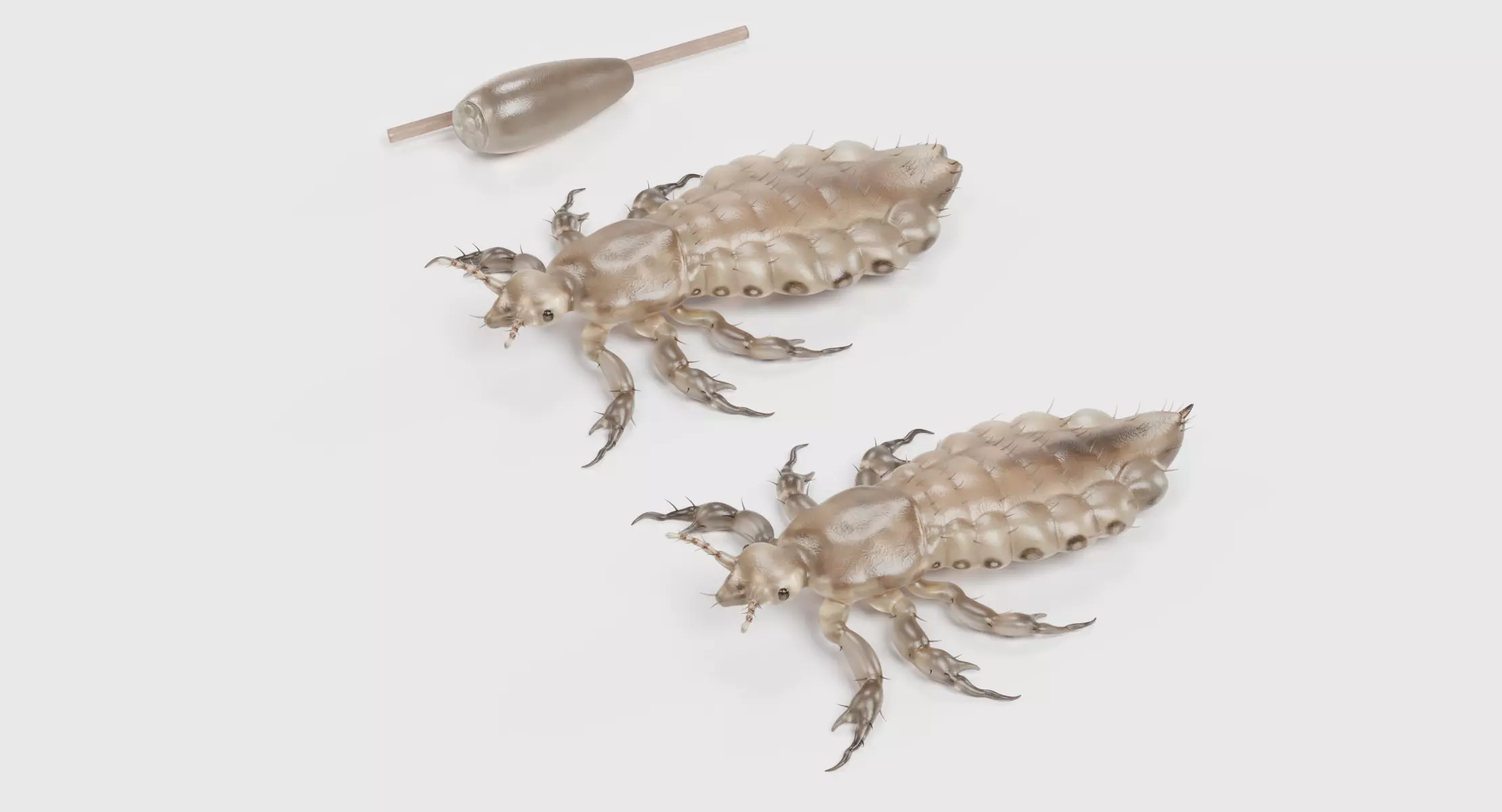 Head Lice - Male and Female and Nit Parasite Set 3D model