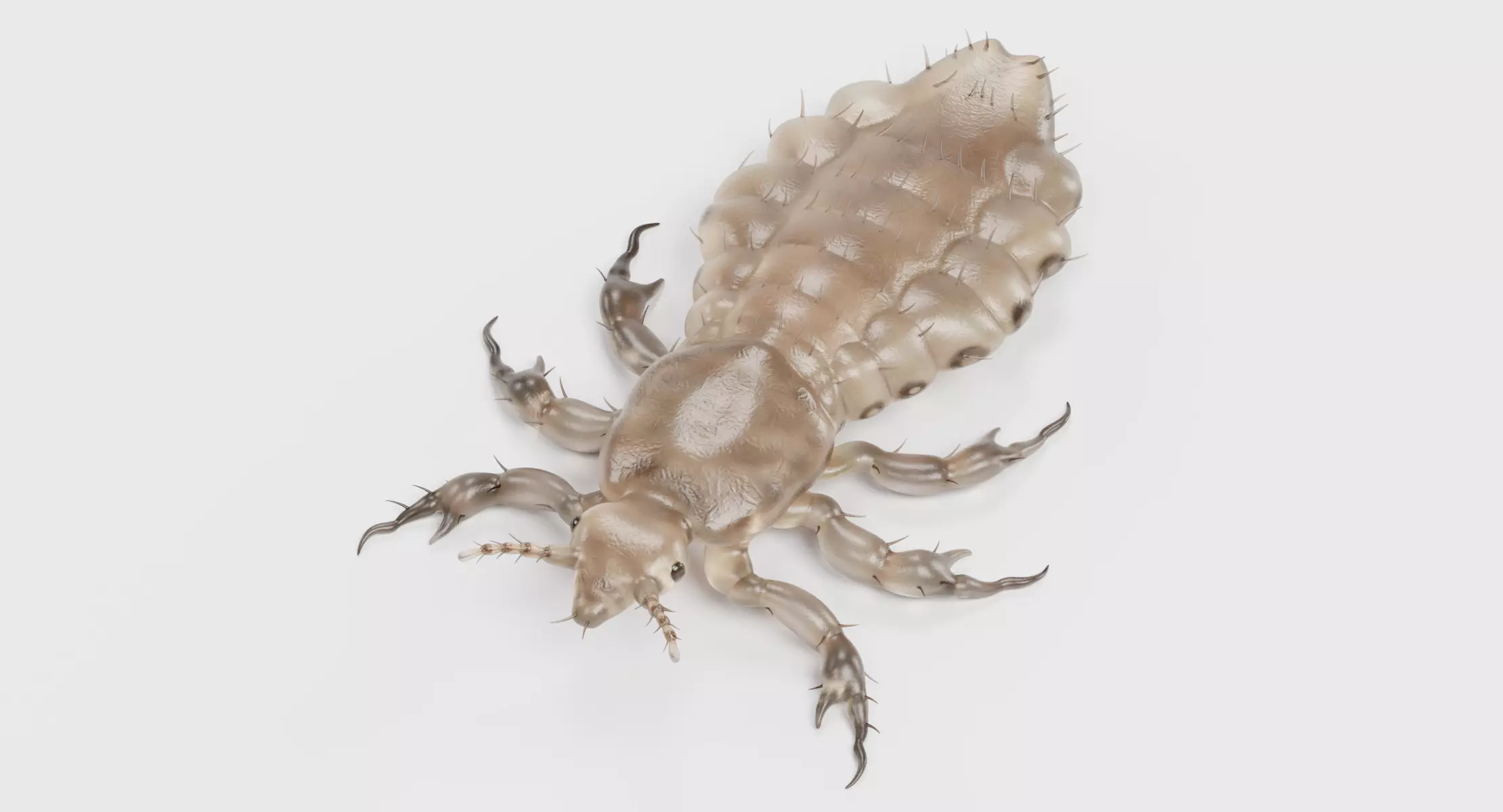 Head Louse Female - Realistic Parasite Insect 3D model