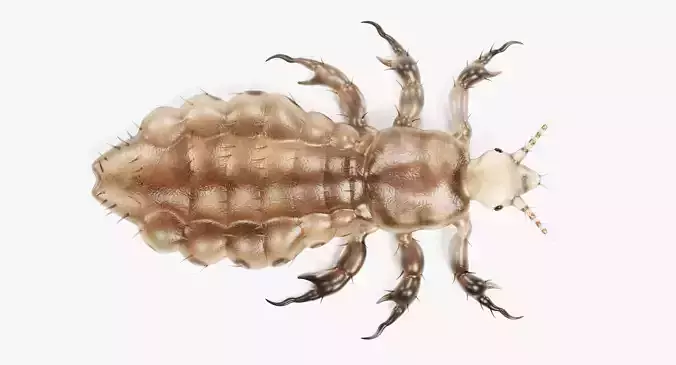 -Head Louse - Female-